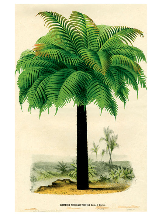 Palm Post Card