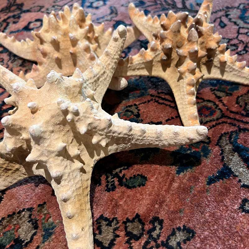 Natural Seastar