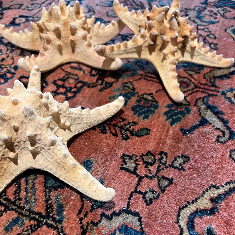 Natural Seastar