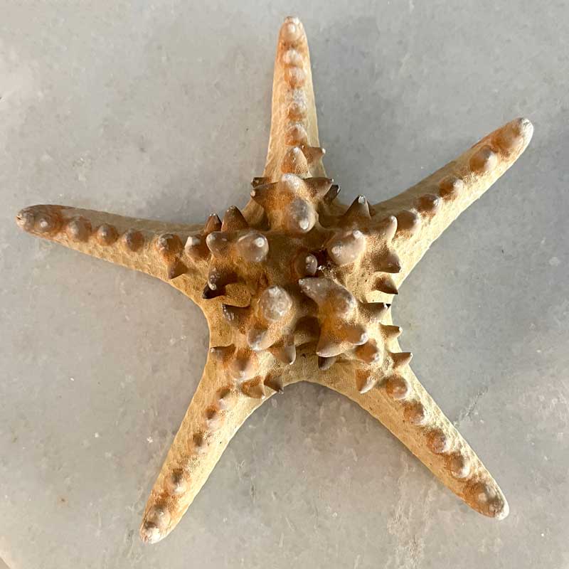 Natural Seastar