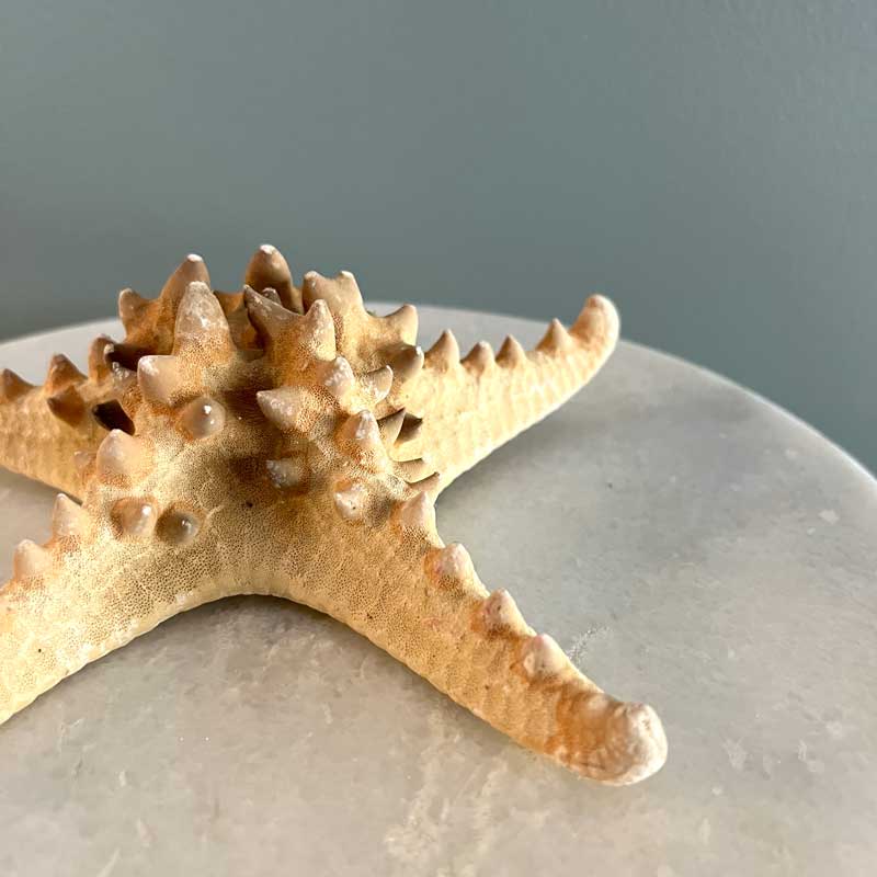 Natural Seastar