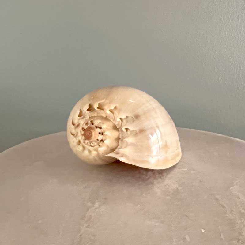 Melo Shell