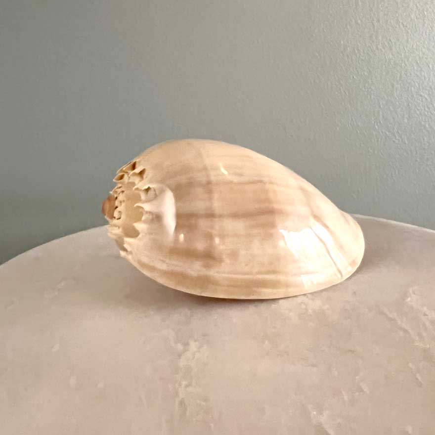 Melo Shell